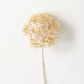 29"H Sullivans Dried Natural Cream Allium, Cream