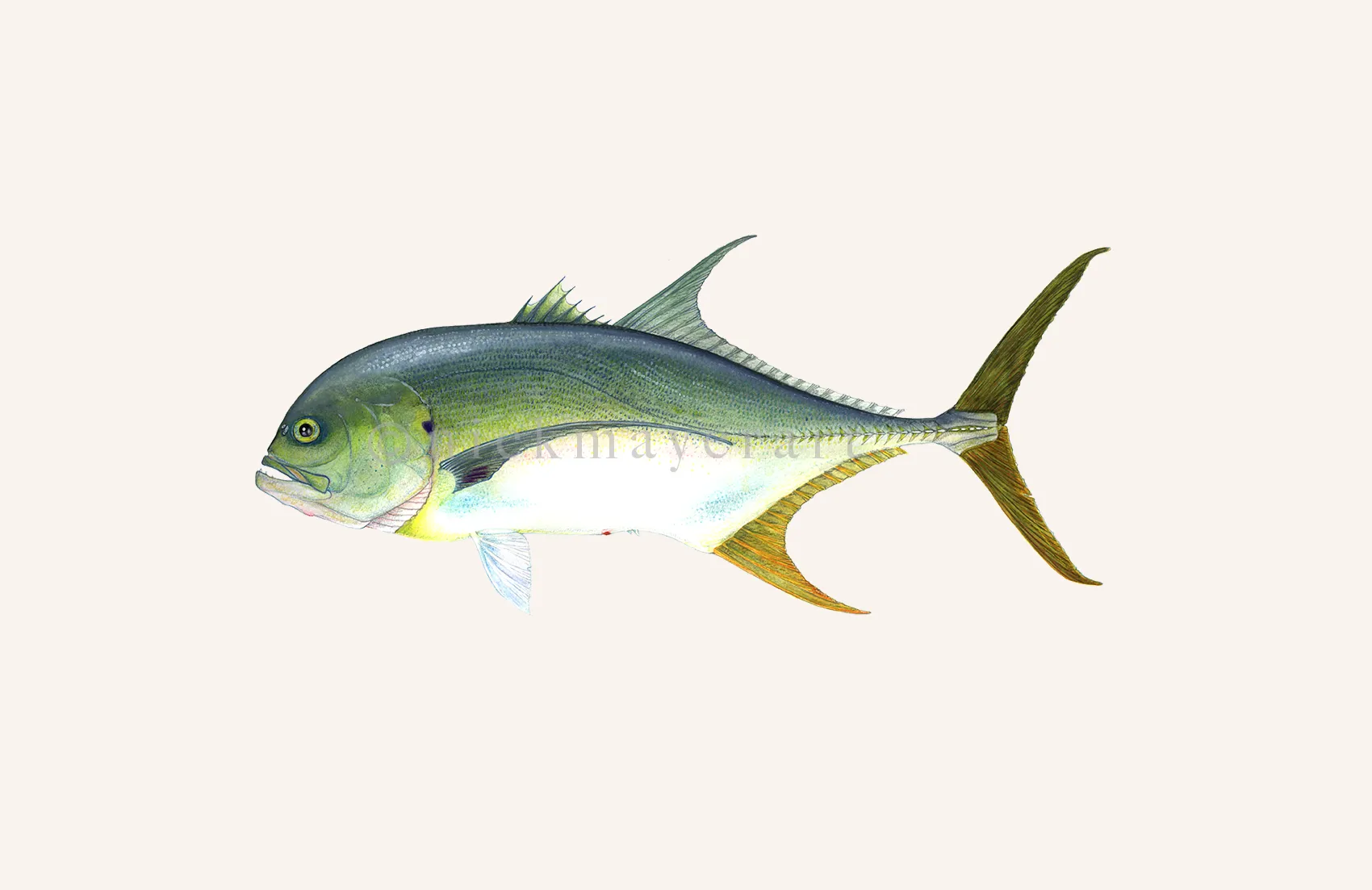 Jack Crevalle Print