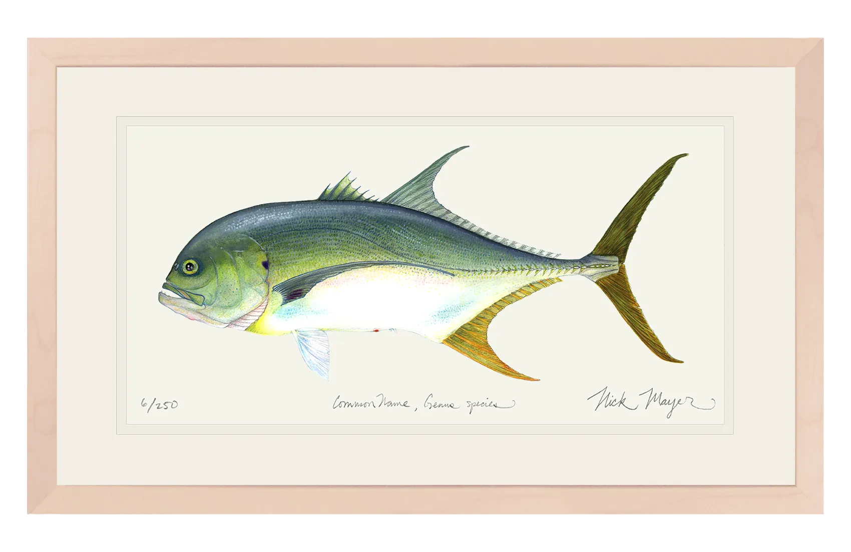 Jack Crevalle Print