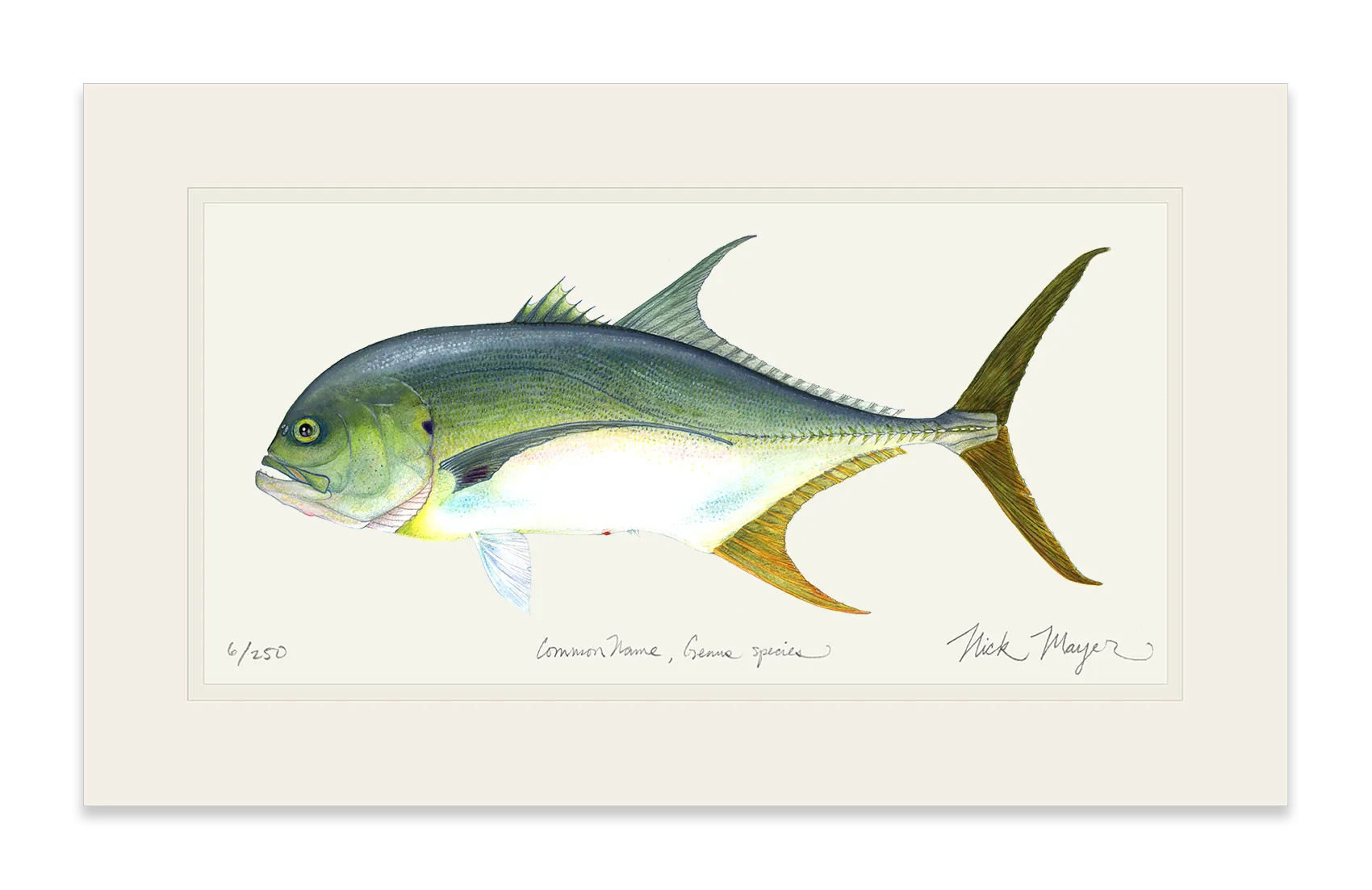 Jack Crevalle Print