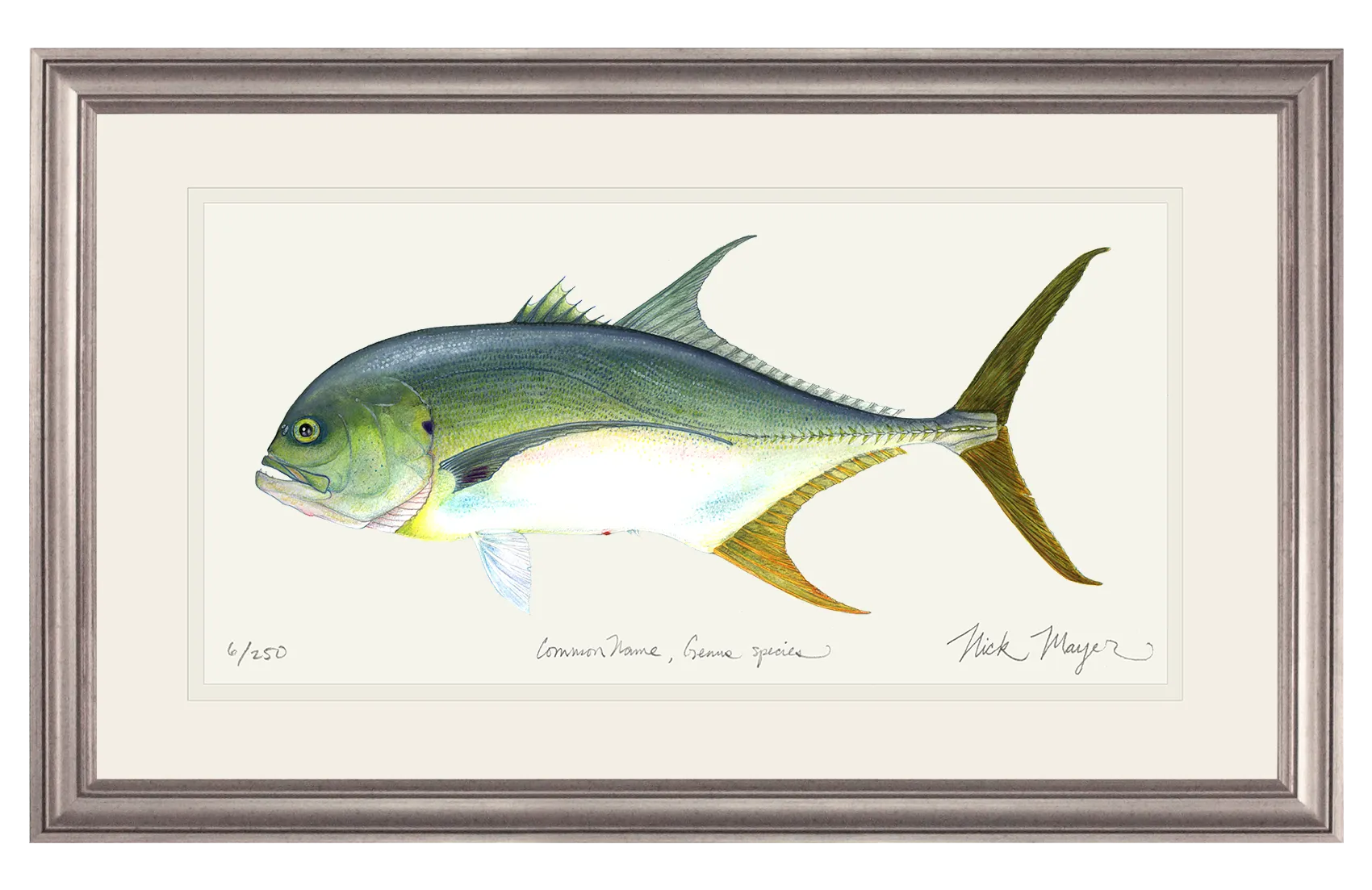 Jack Crevalle Print